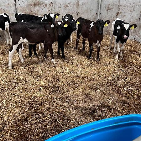 Lacken Farmyard Kilmihil Exteriör bild