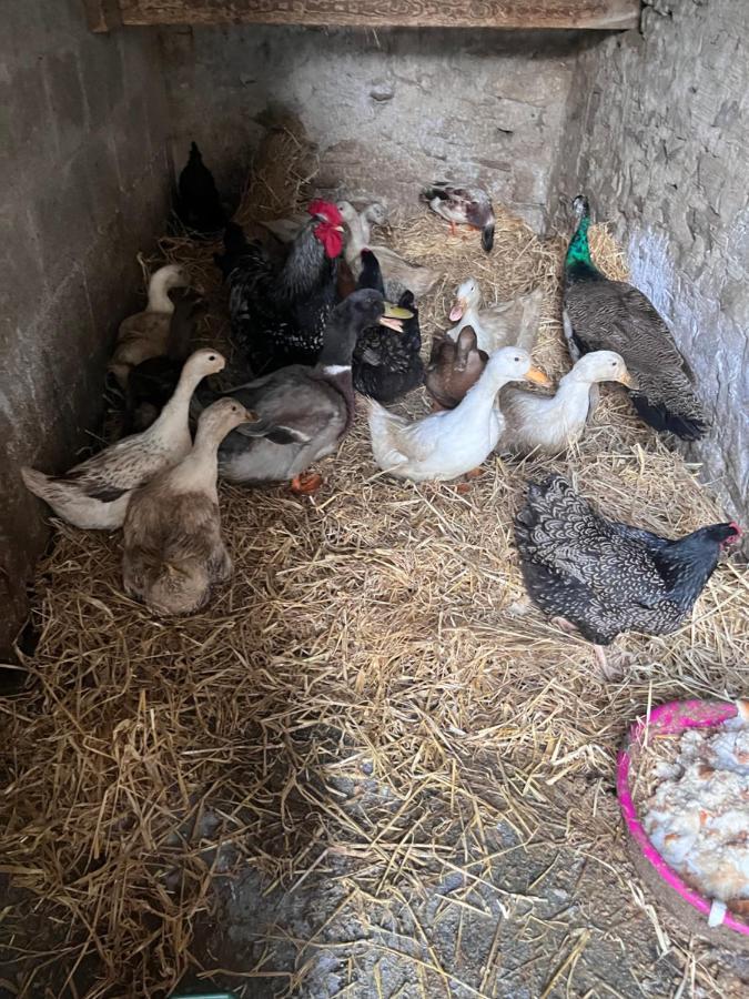 Lacken Farmyard Kilmihil Exteriör bild
